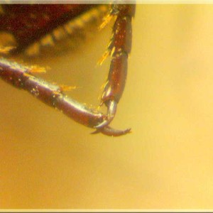 Caméra-Microscope numérique Firefly edu-13-legx50